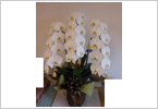 オーダー胡蝶蘭 fs37 28,000円