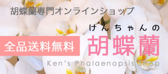 けんちゃんの胡蝶蘭