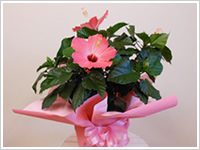 観葉植物・花鉢01