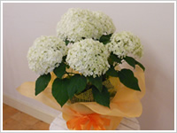 観葉植物・花鉢02