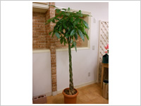 観葉植物・花鉢03