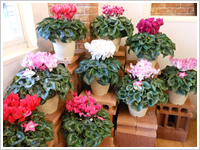 観葉植物・花鉢04