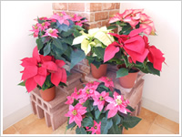 観葉植物・花鉢05