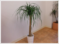 観葉植物・花鉢06